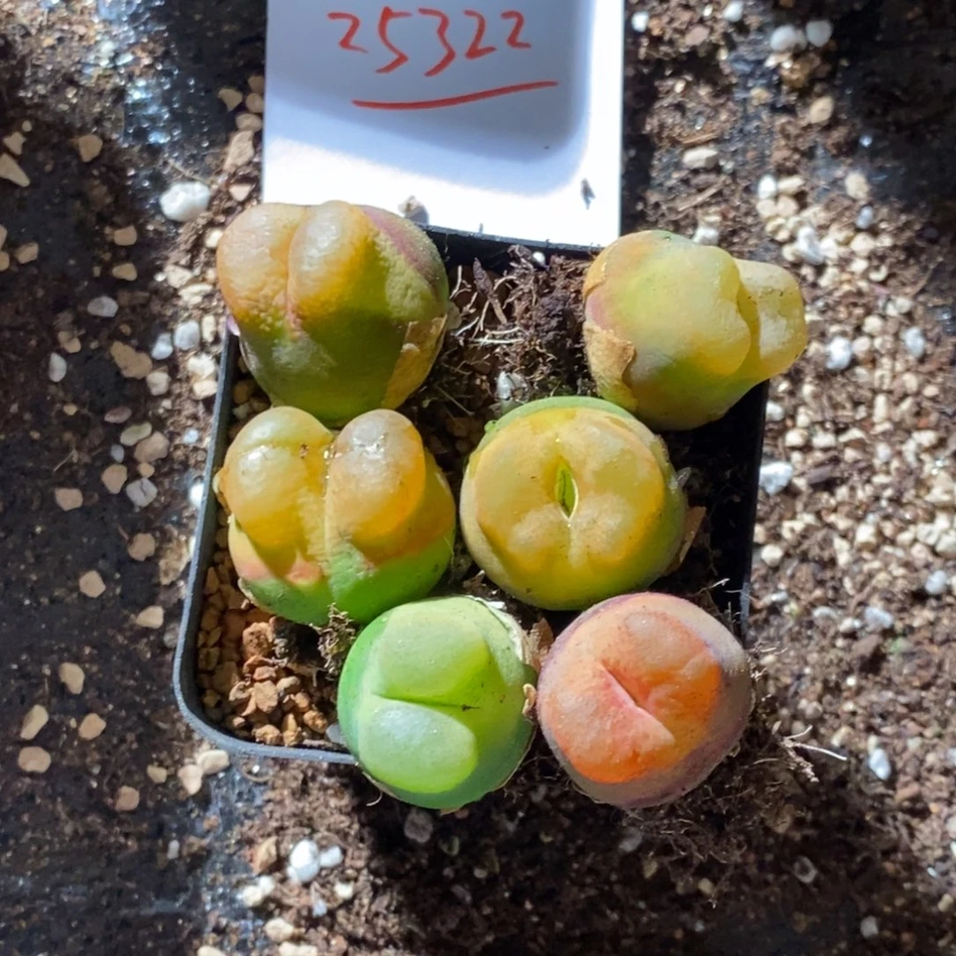 煎****25322。   一组。