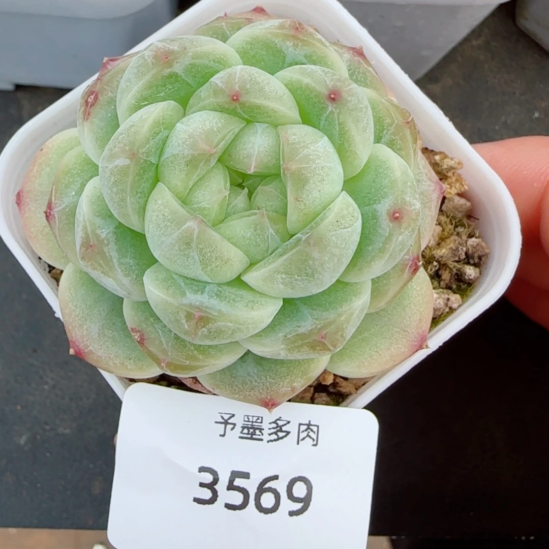 绿包子，3569多肉植物
