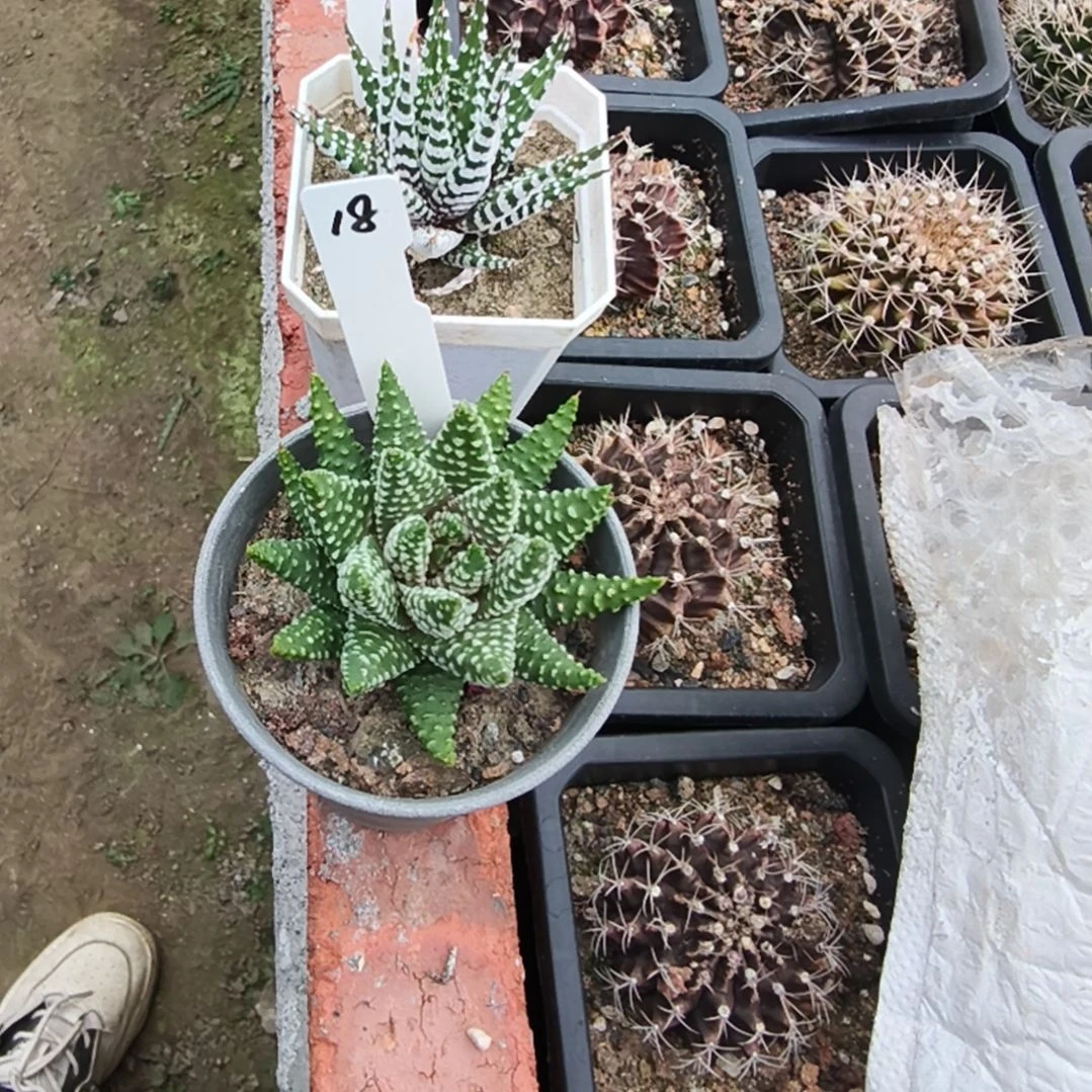 Y***0一物一拍2个