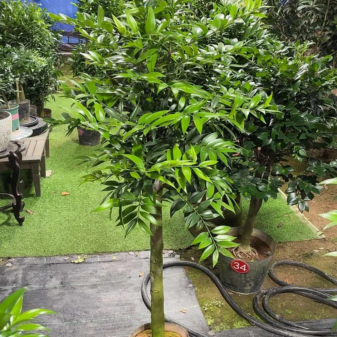 完全开放竹柏老桩一物一拍顺丰包邮