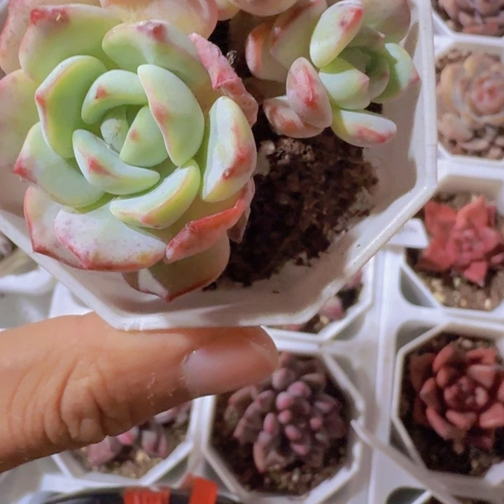 香草八角盆一颗福利