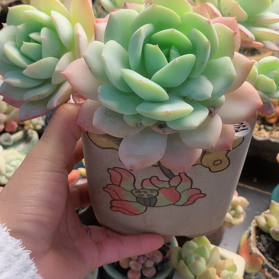 【闪购商品】悄**笑悄然微笑带盆