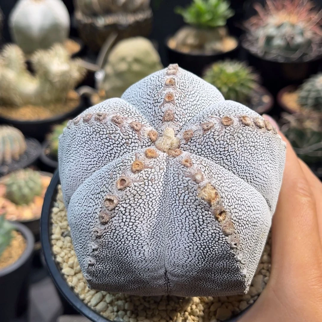 恩冢Zzzzzzzzzzzxzzzzzzzz