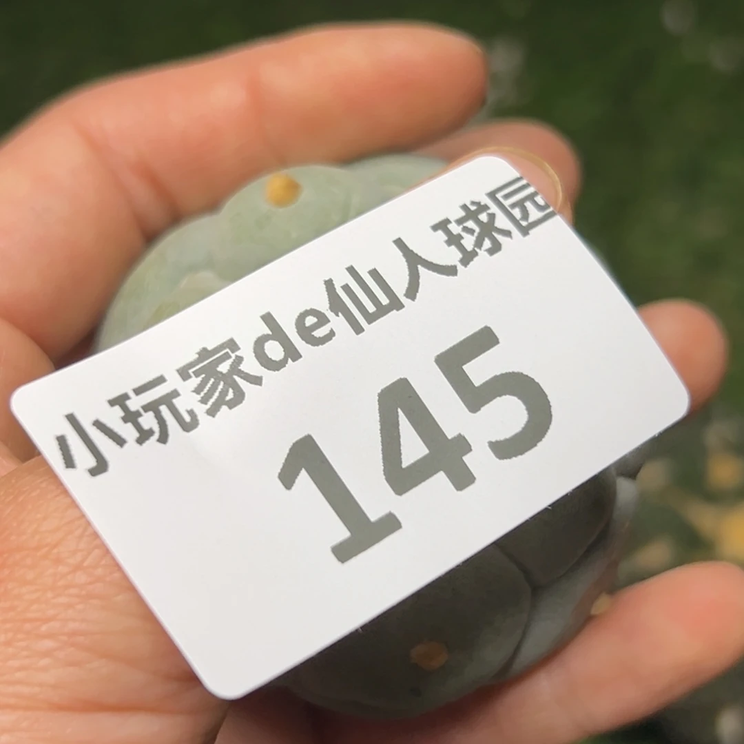 那**单145 无根 三月中旬上盆