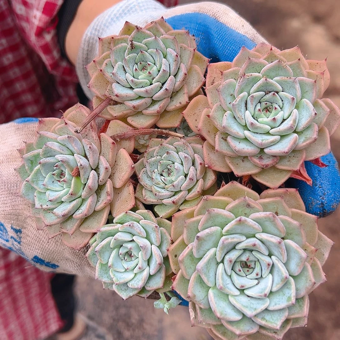 沙罗吉牡丹10个不售后