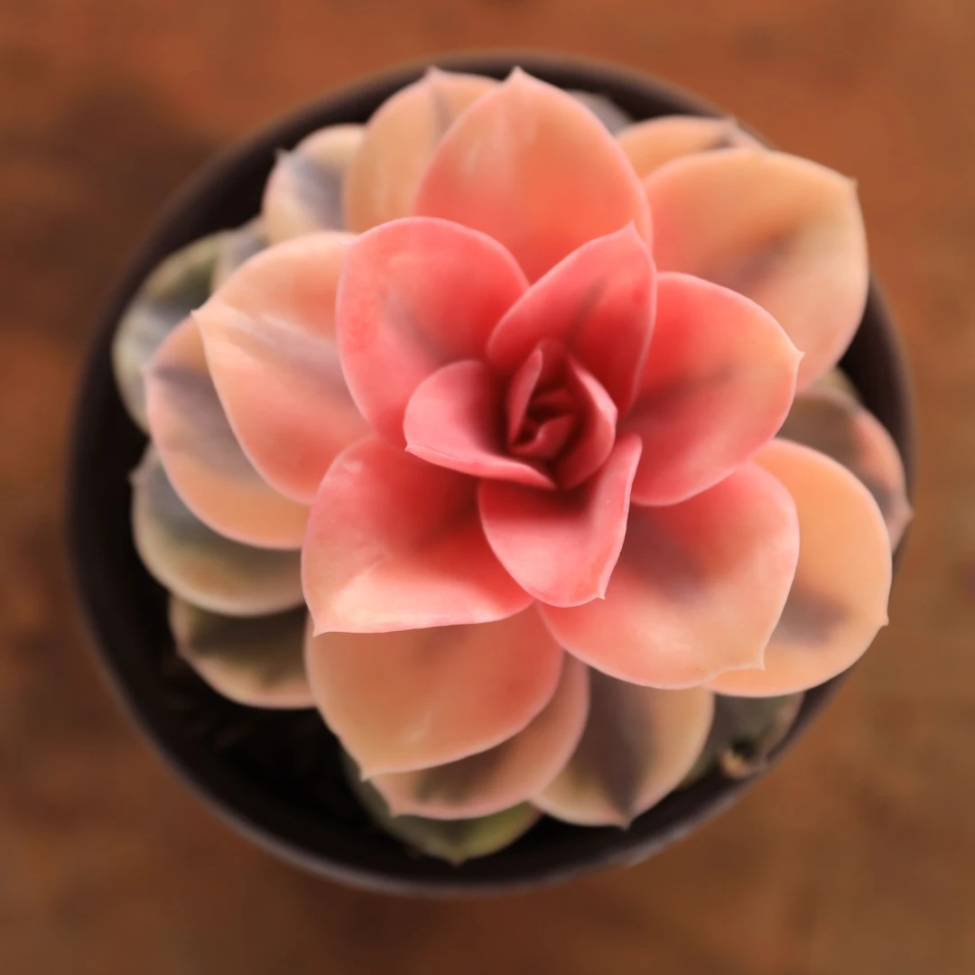 彩虹锦多肉 好看好养护