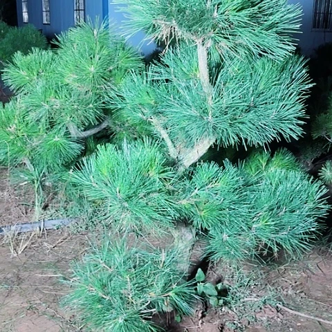 无花朵黑松大老桩老乔大哥