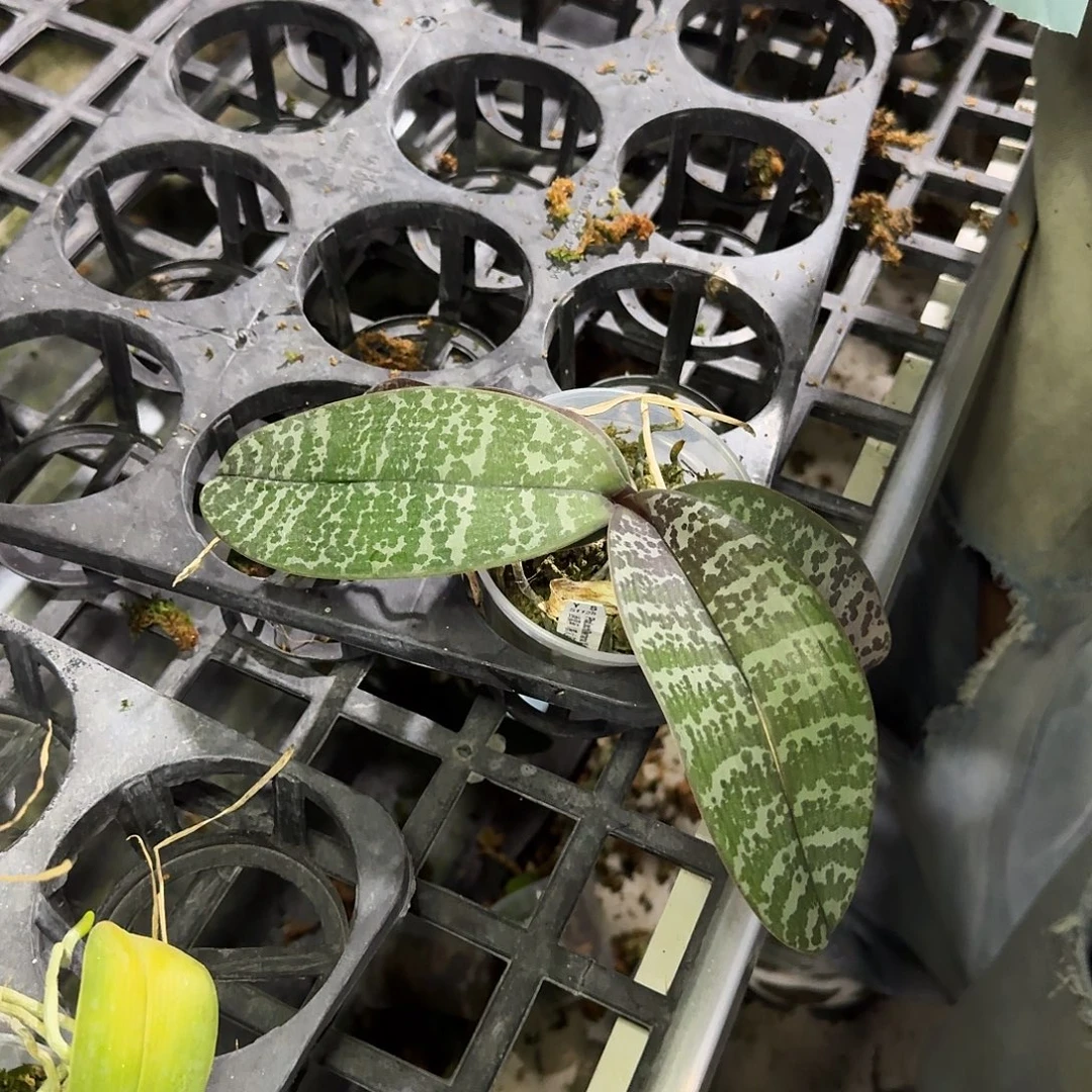 完全开放C349。。。。。