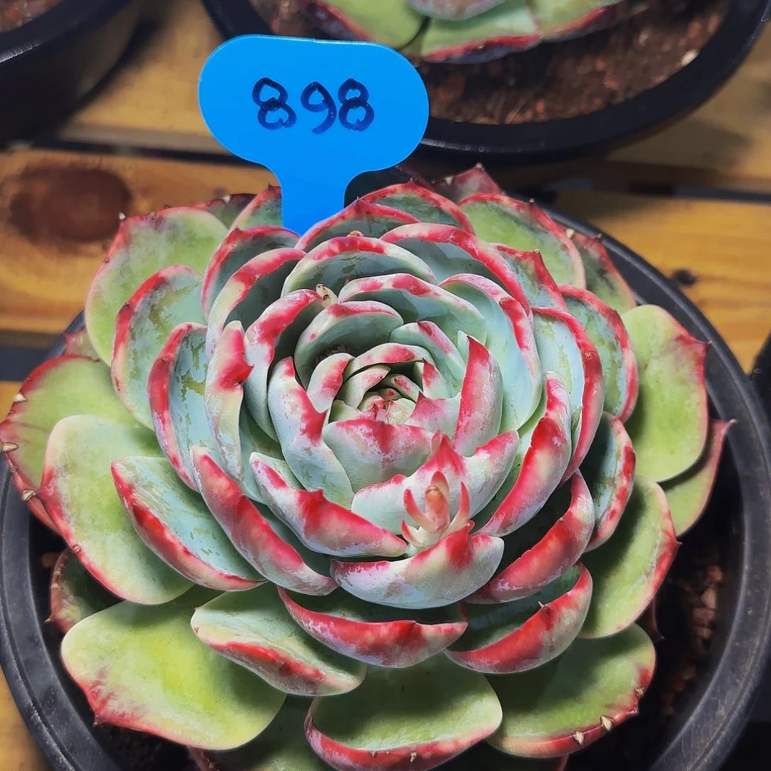 惊鸿仙子一物一拍898号