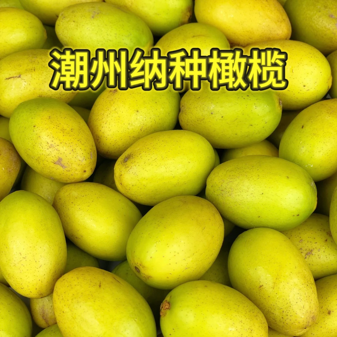 潮汕潮州纳种橄榄 汁水多肉厚 香甘生吃 橄榄味浓香1斤起