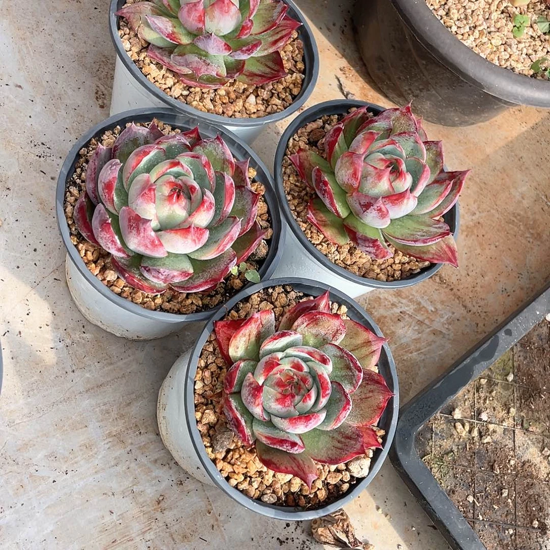 秋***u多肉植物一物一拍