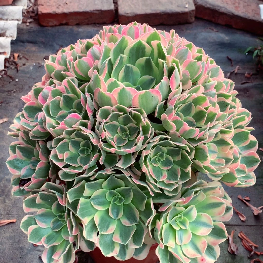 妖月捧花，多肉植物