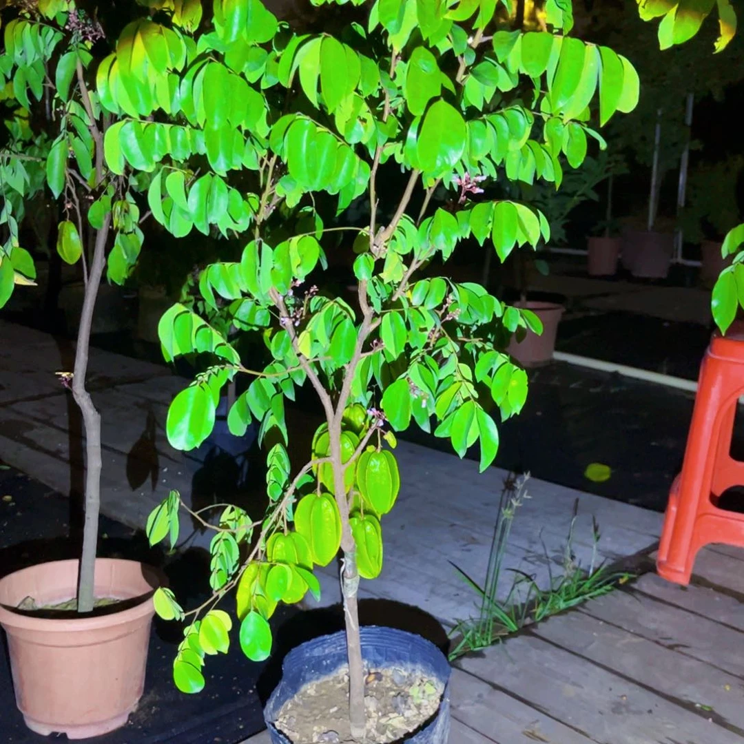 无花朵果树4854753