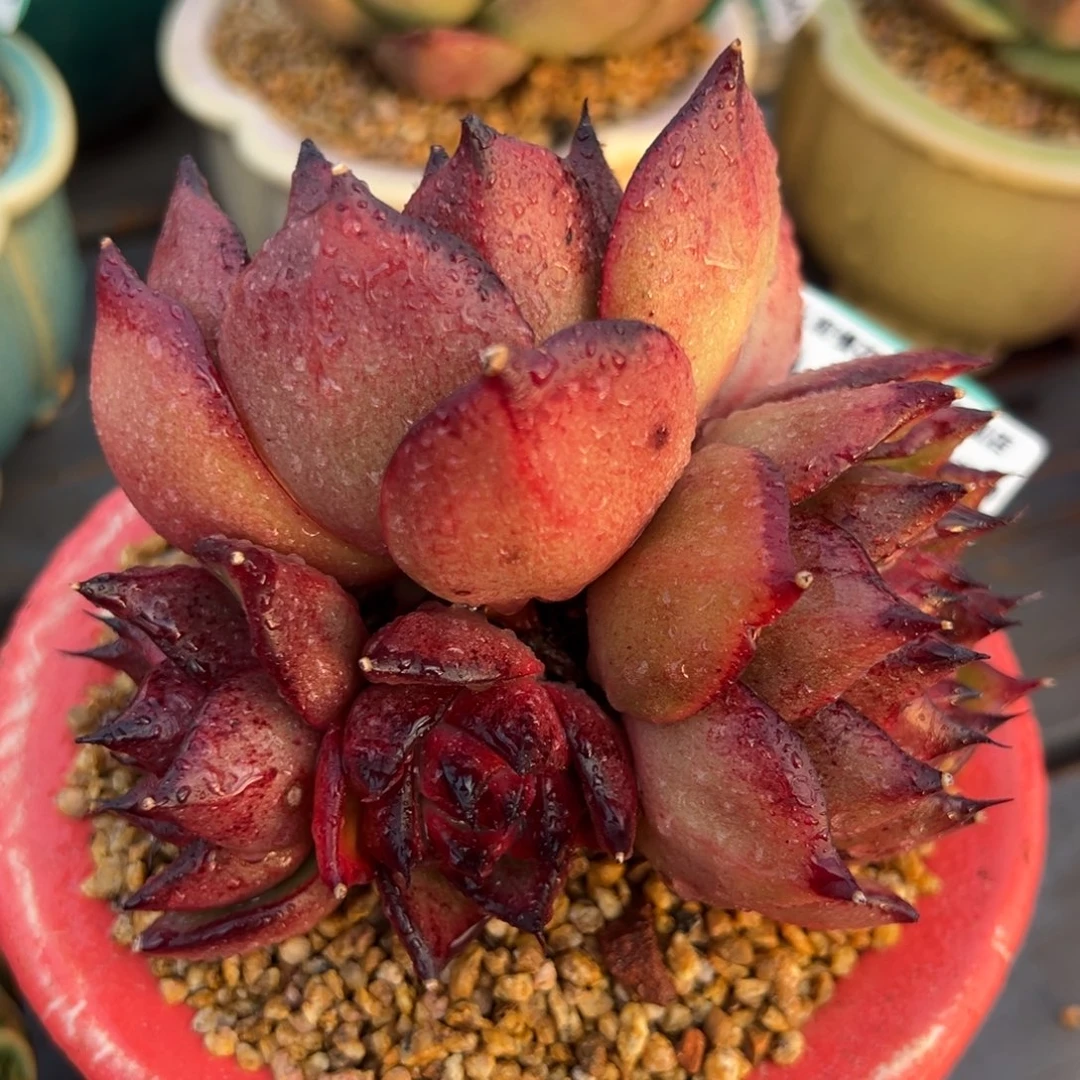 从前慢多肉精选编号0217.272