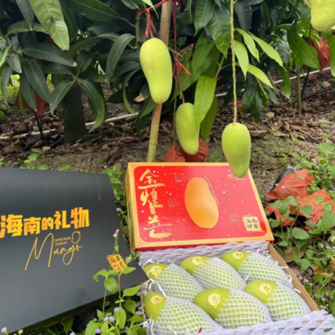 海南三亚金煌芒（5斤装）