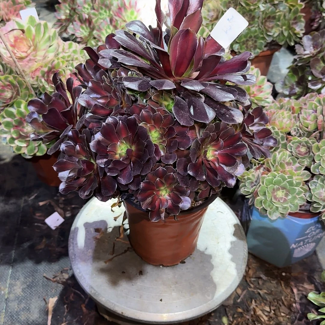 多肉植物花娜0468