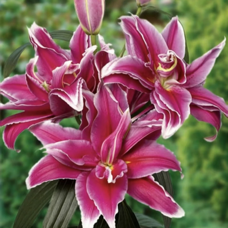 乔乔花屋 1球法比恩12/14cm大花深红色重瓣香水百合 不带盆土现货