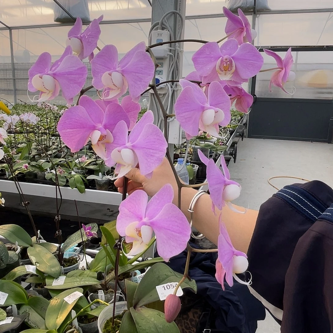 大量花朵（建议范围：8朵-15朵 或40%以上）编号1054N608交桑德