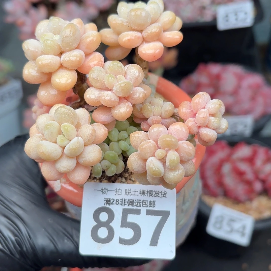 洛可可无盆土发货