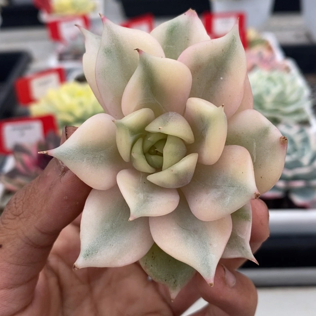 贝加尔湖锦多肉植物