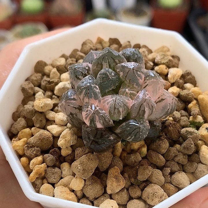 塑料皮玉露锦带盆土发货woll