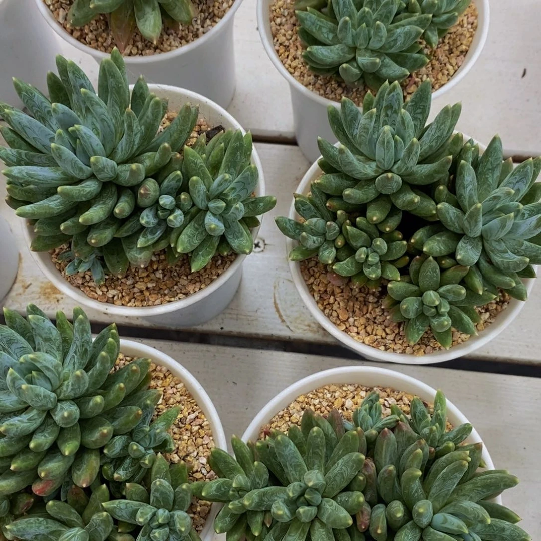 129-精品母本阿蒂斯托群一个