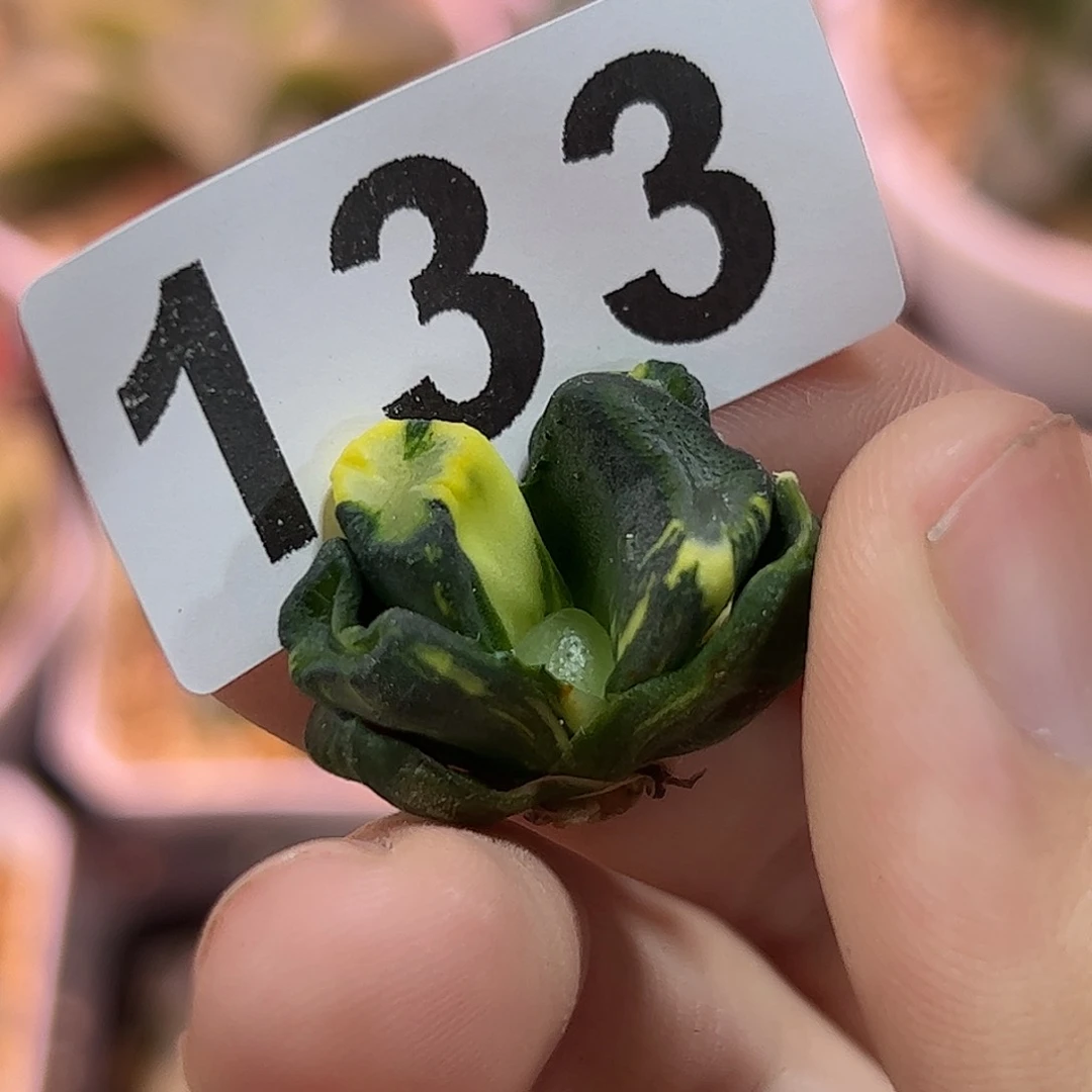 红红火火恍恍惚惚