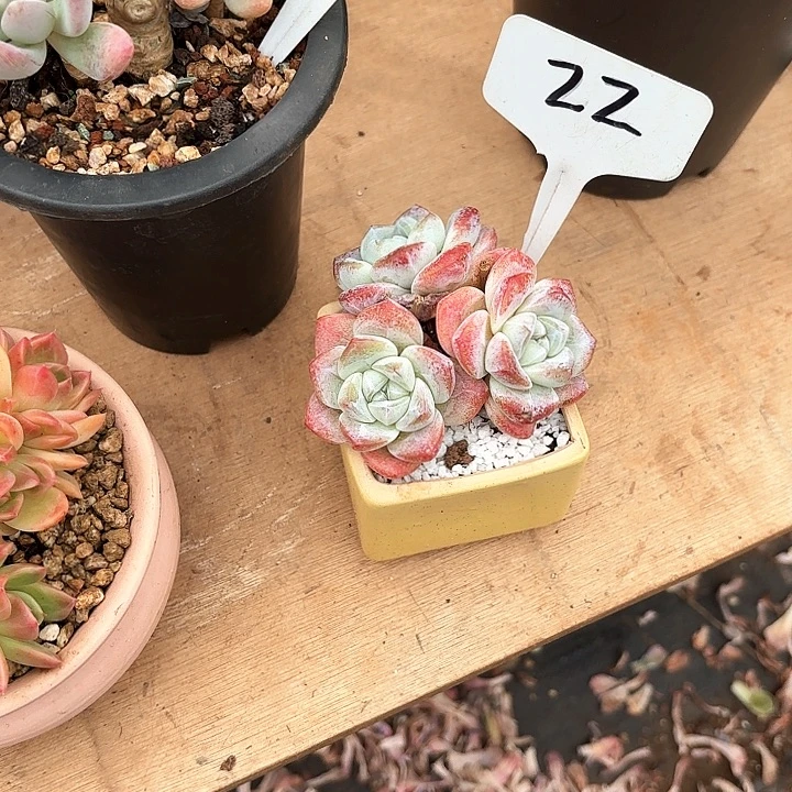 多肉植物，冰玉22号