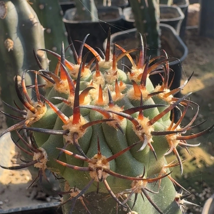 伍佰津玉苗接6666666