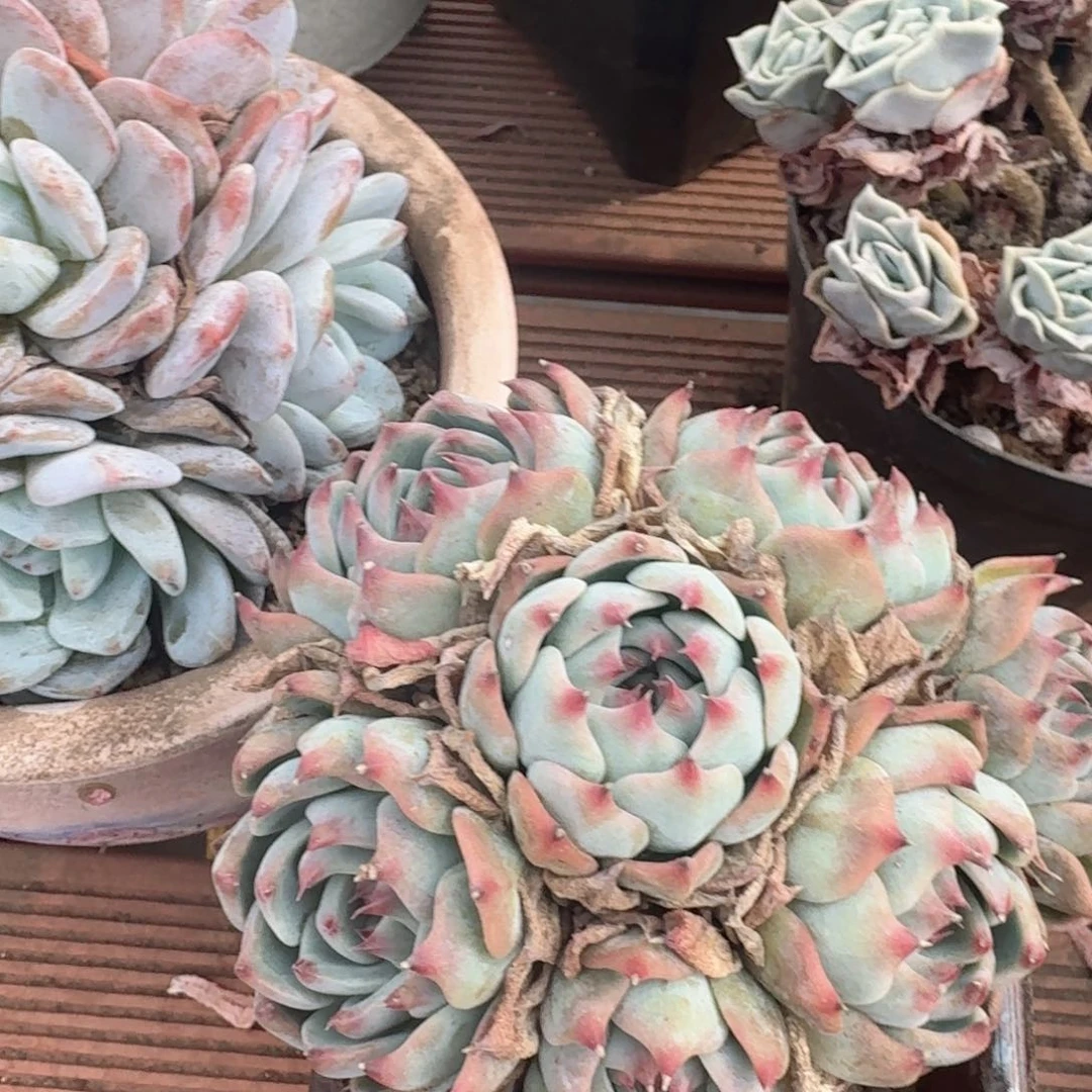 「****」孤品二号吉娃娃多肉