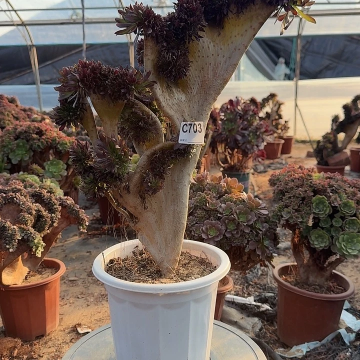 703黑法师有伤一颗呀呀