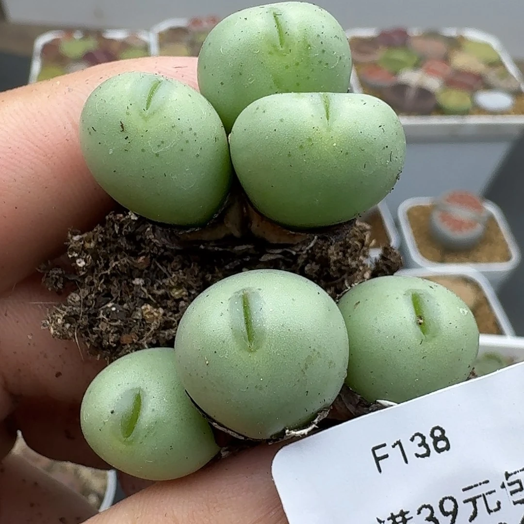 你***～138多肉哈哈哈哈哈哈b