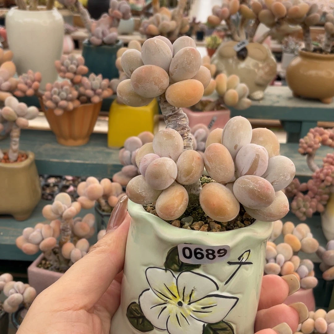 多肉植物的生长发育