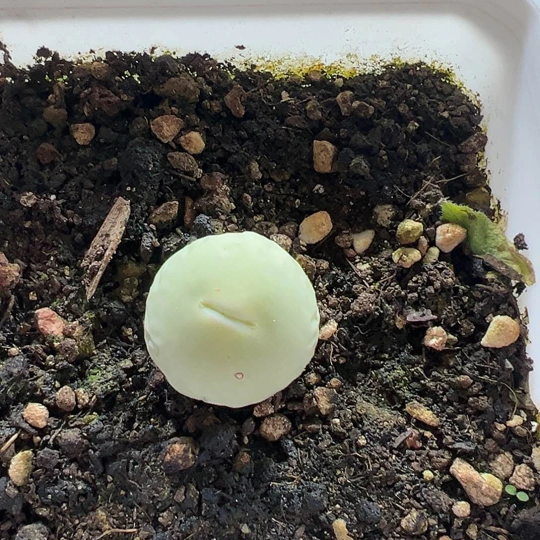 满38包邮鸽子蛋多肉