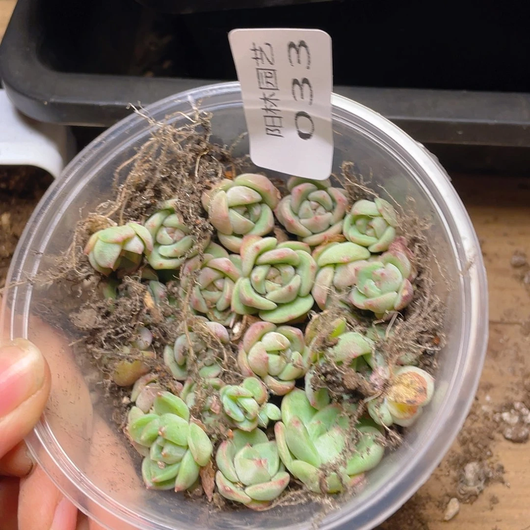 多肉植物多肉植物33