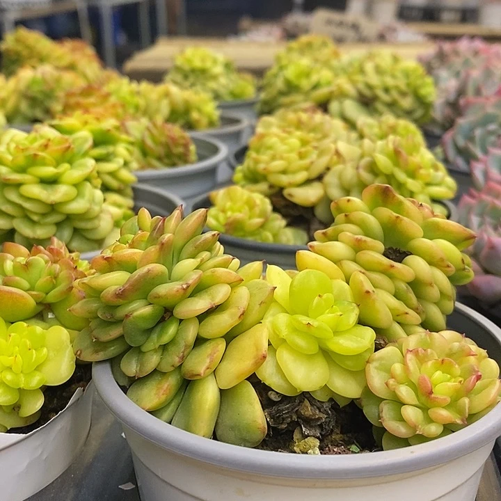 腊牡丹，福利多多哦