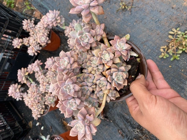 阿伦培整群 满9.9包邮  轻微掉叶片不售后。