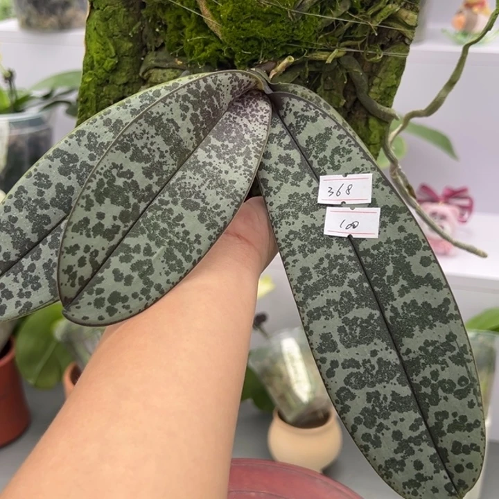 当前无花朵，栽培后可花朵板植实生西雷利 原368特惠福利