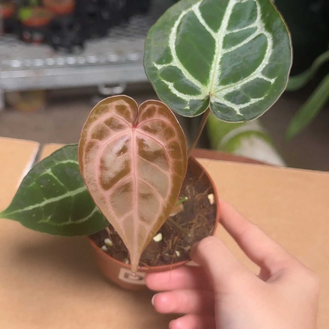 完全开放D72红水晶杂