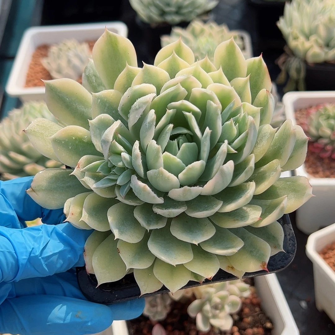 风声锦，覆轮锦多肉植物