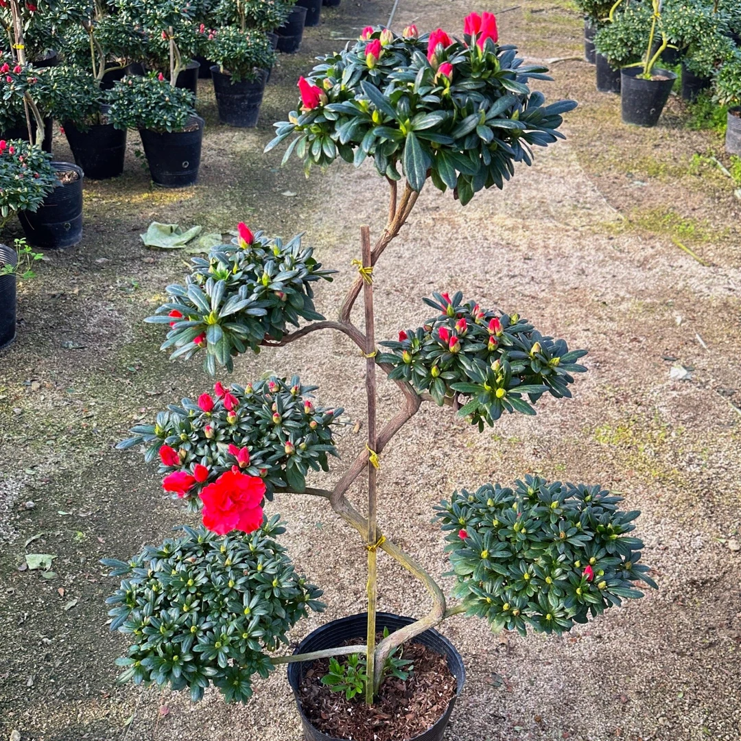 鸿运当头6层游龙造型盆栽，满树花苞 室内好养