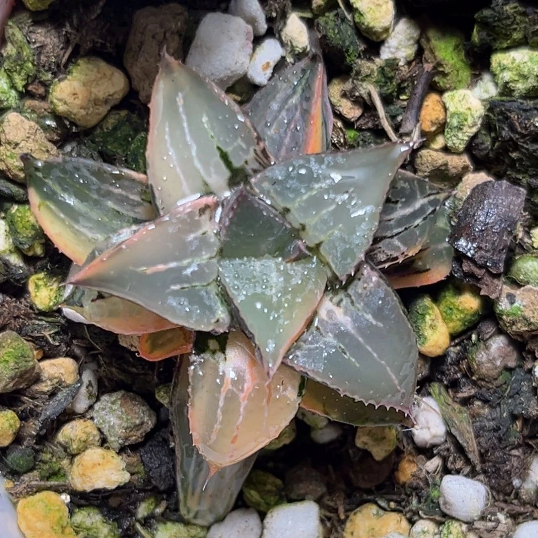 恭喜发财大吉大利0061酒吞