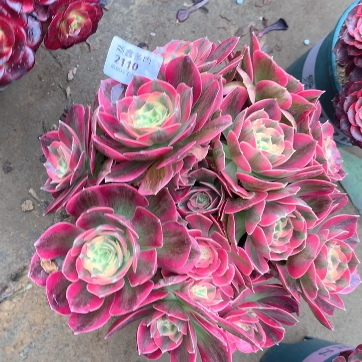 2110妖月多肉植物