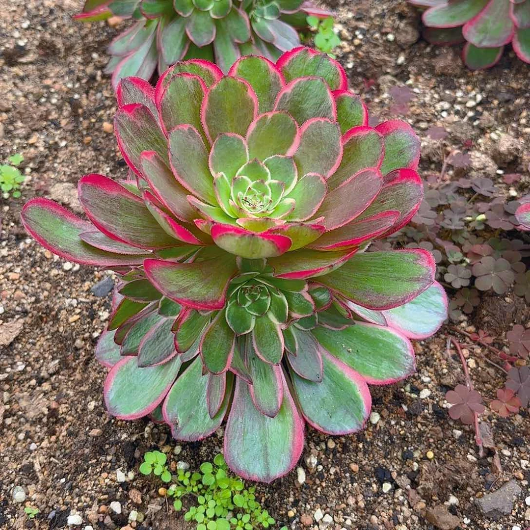 粉花妖多肉植物手捧