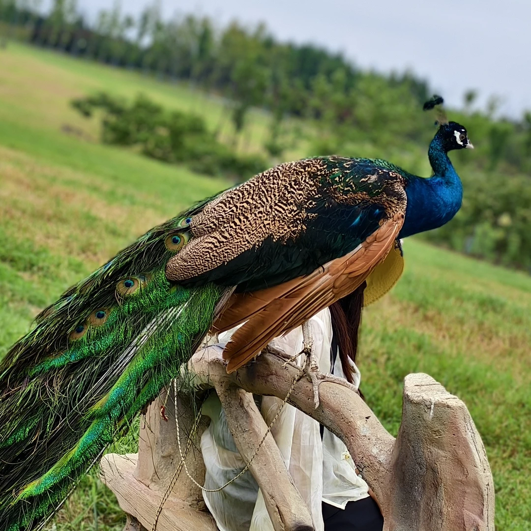 一年养殖蓝孔雀（精品/整只5斤以上）