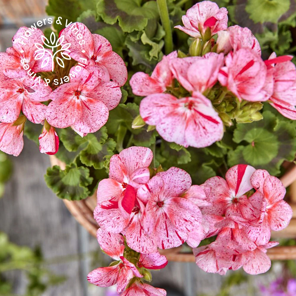 天竺葵直立型重瓣勤花多季开爆花阳台庭院种植盆栽