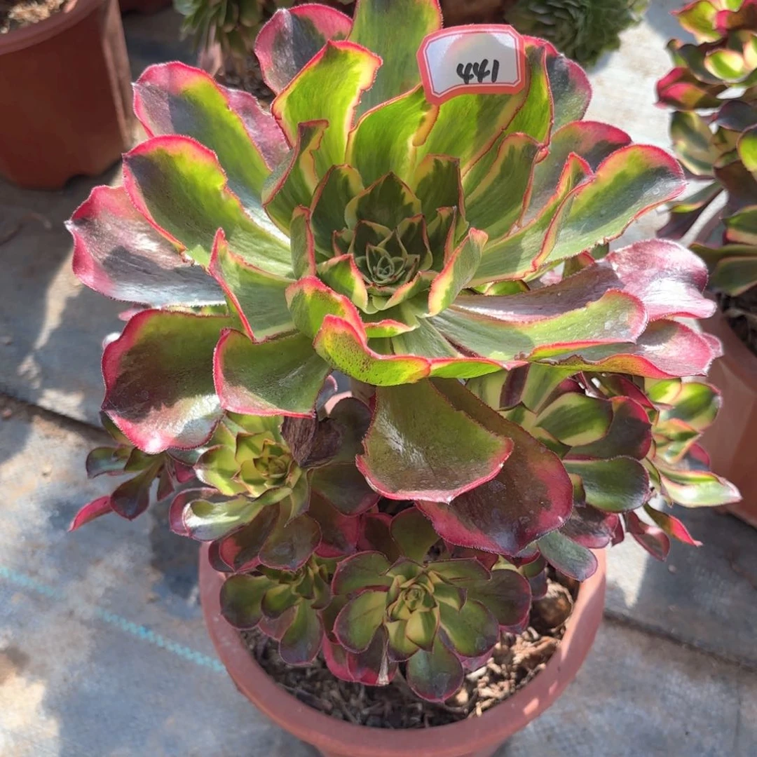 全部花朵441魅影多肉植物