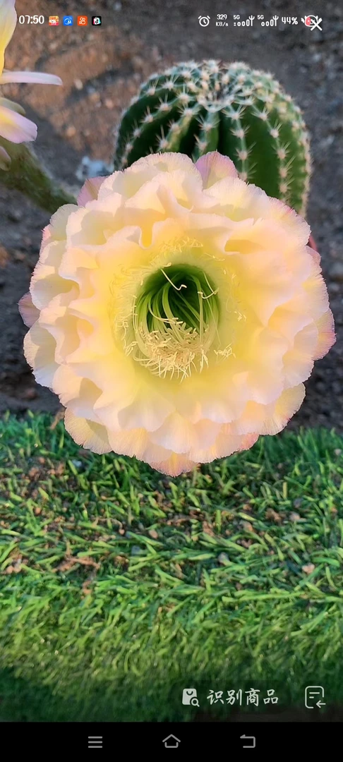 实生彩草专拍链接一物一拍5-50