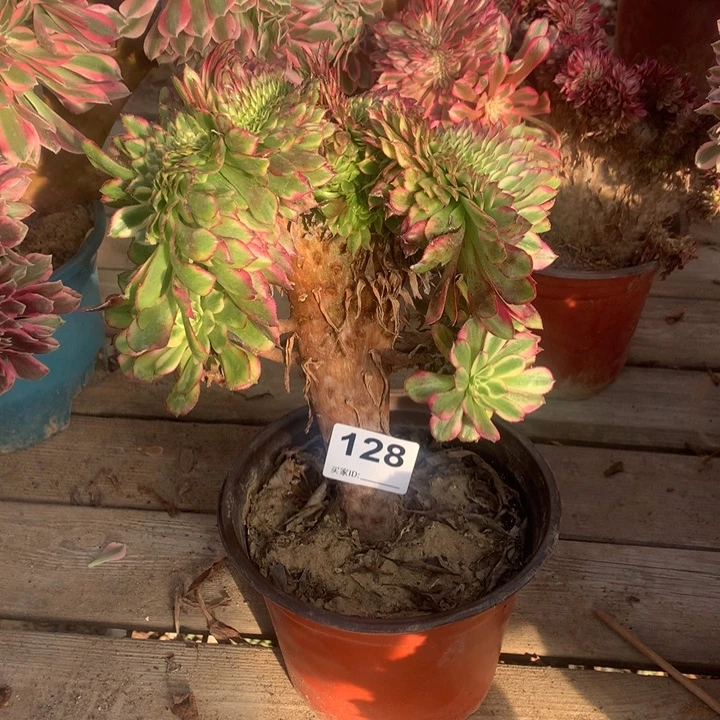 128红腹轮呀多肉法师