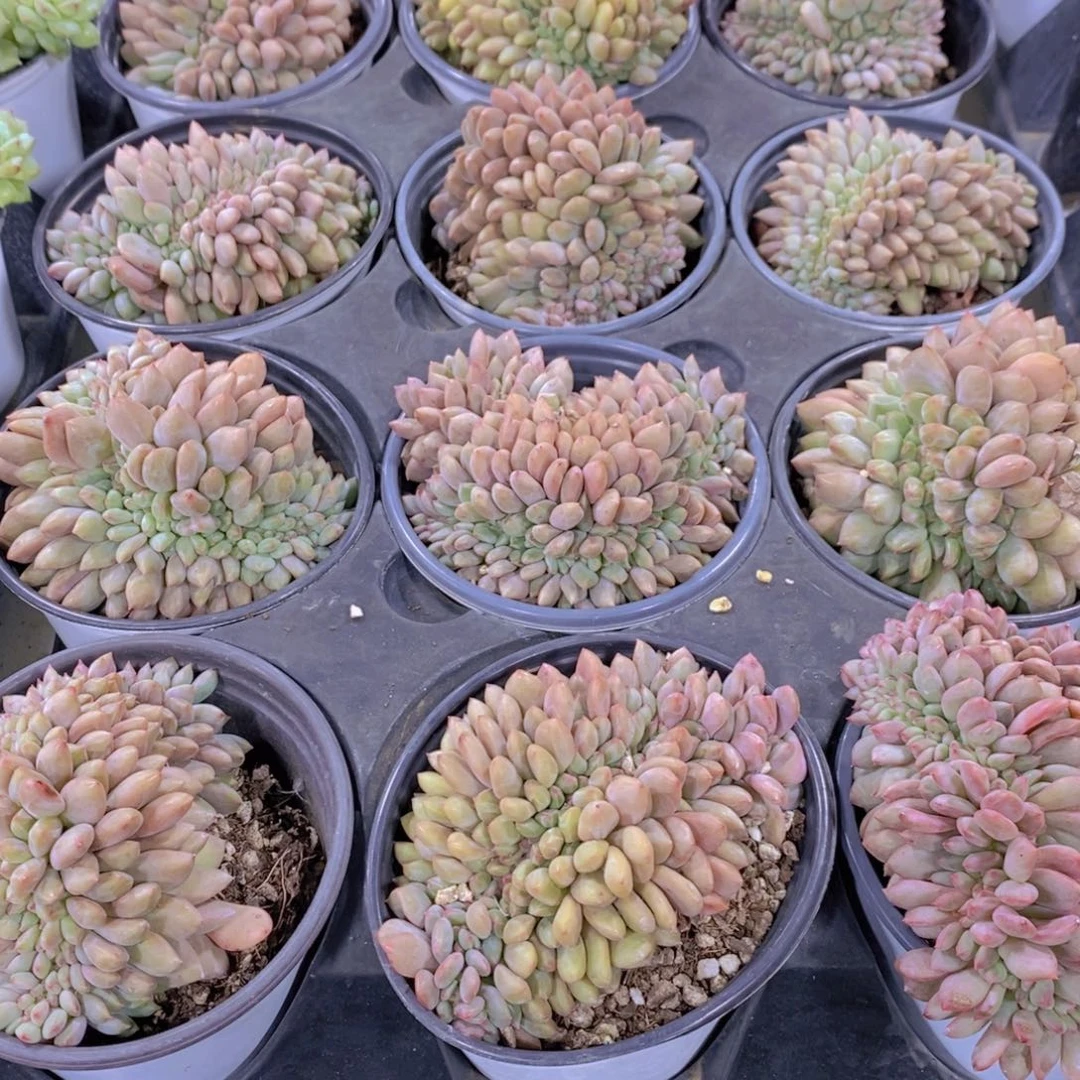 量拍46号 精品母本凌雪缀化一个